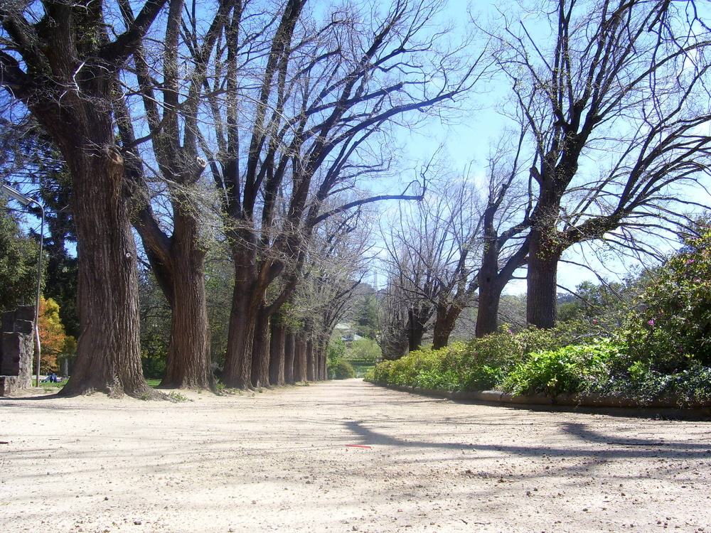 Albury Botanic Gardens