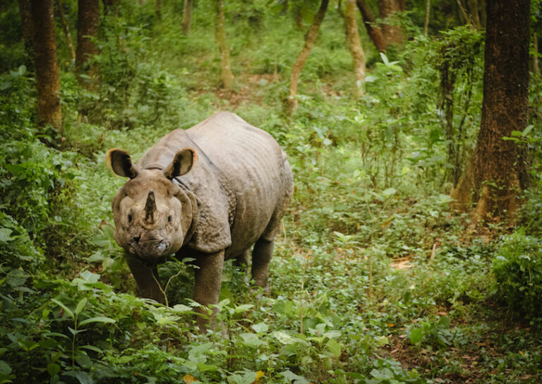 Chitwan-Nationalpark