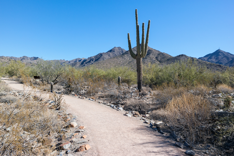 McDowell Sonora Preserve