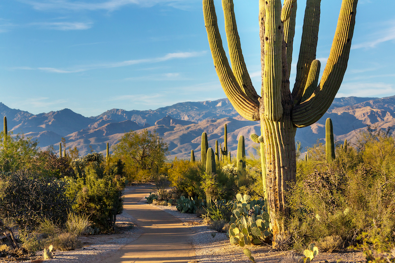Saguaro-Nationalpark
