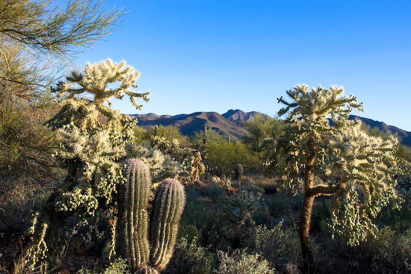 Tucson-Gebirgspark