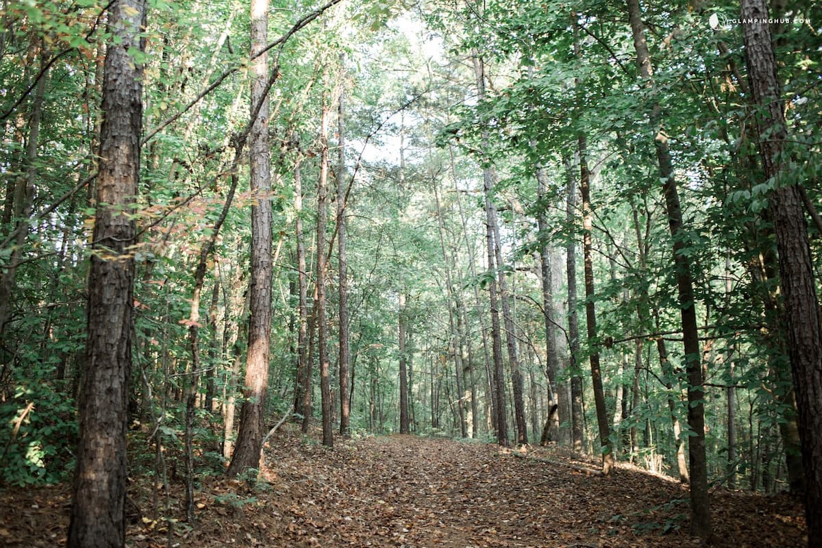 Wanderweg durch den Wald