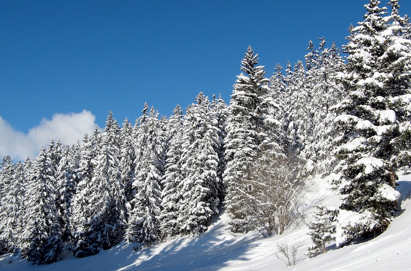 Skigebiet Bridger Bowl