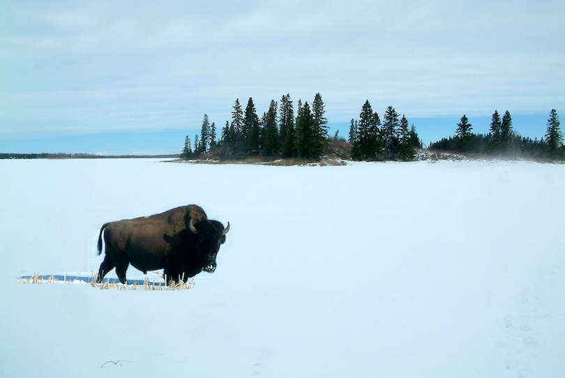 Elk-Island-Nationalpark