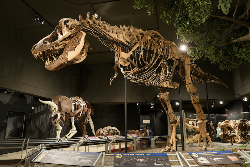 Museum der Rockies