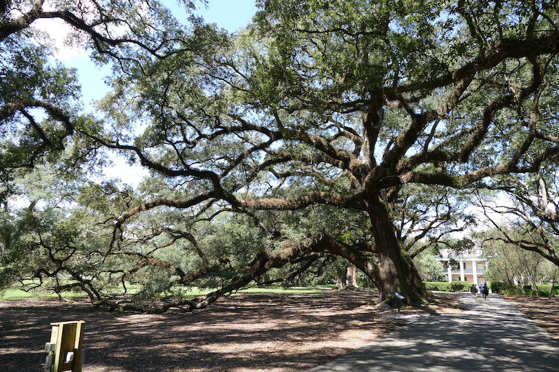 Oak Alley-Plantage