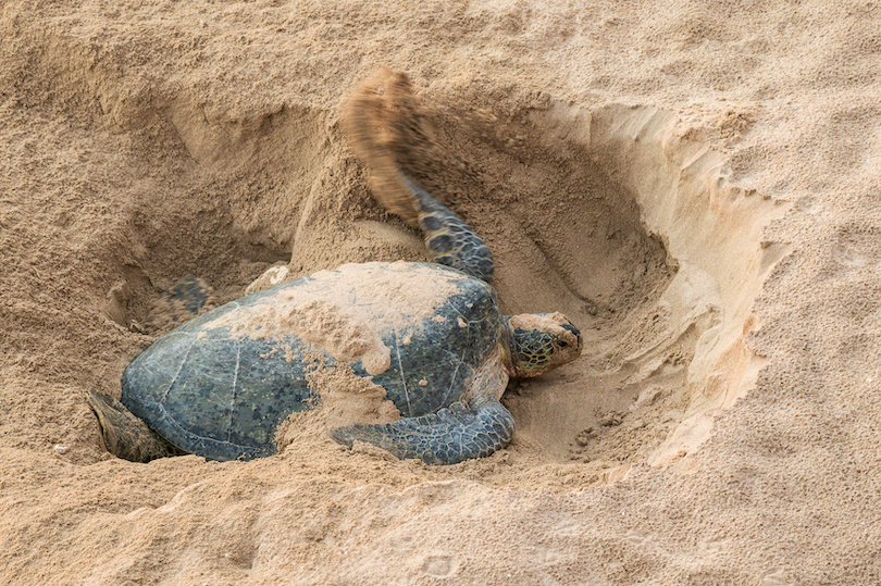 Ras Al Jinz Schildkrötenreservat