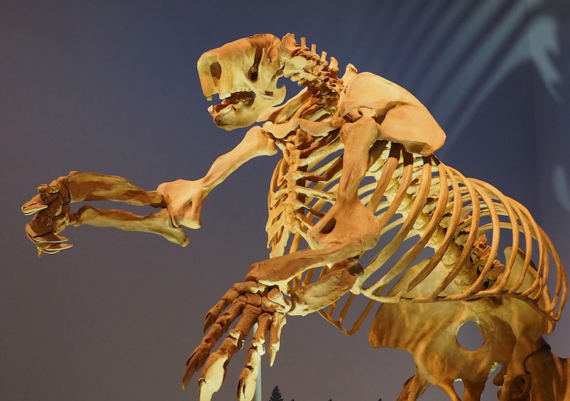 Königliches Alberta-Museum
